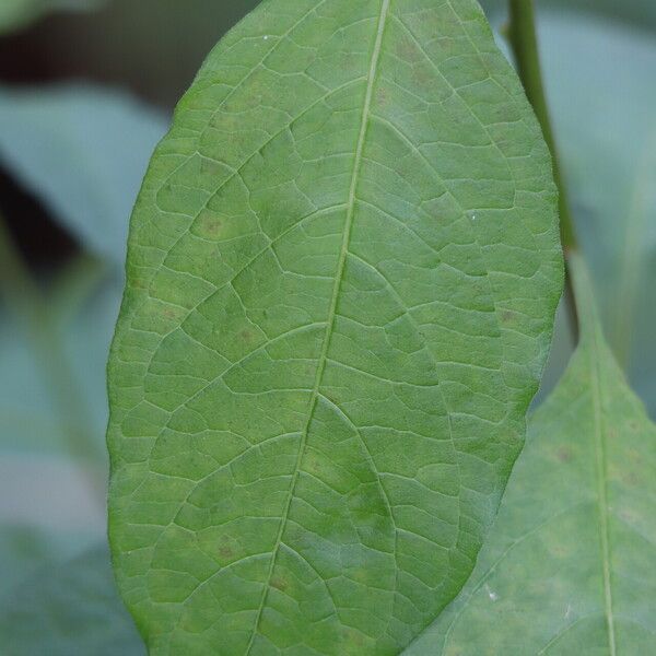 Solanum nudum Leaf