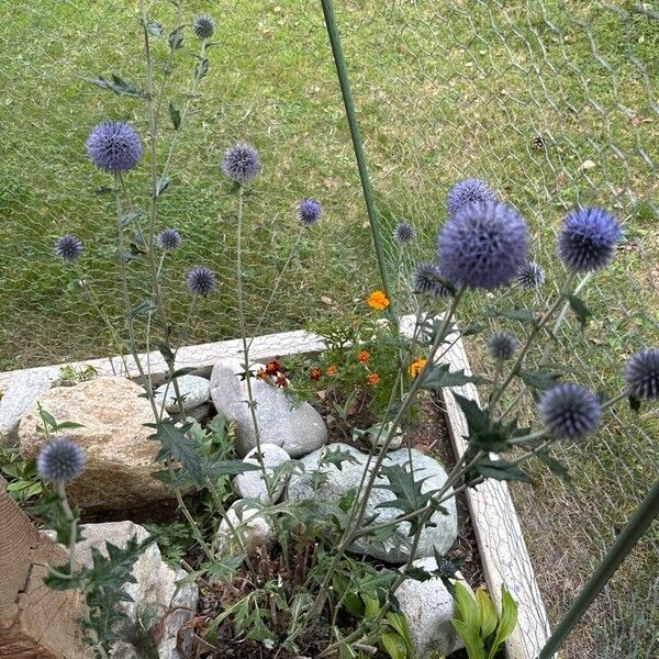 Echinops bannaticus Pokrój