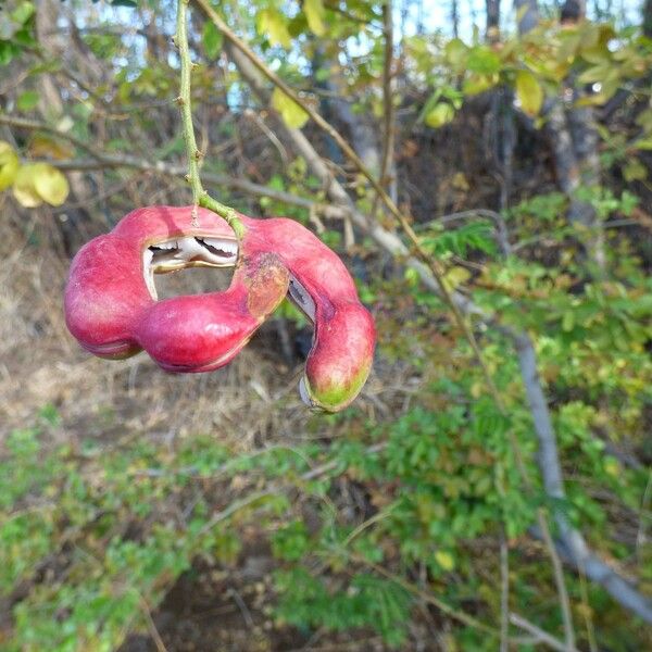 Pithecellobium dulce Fruit