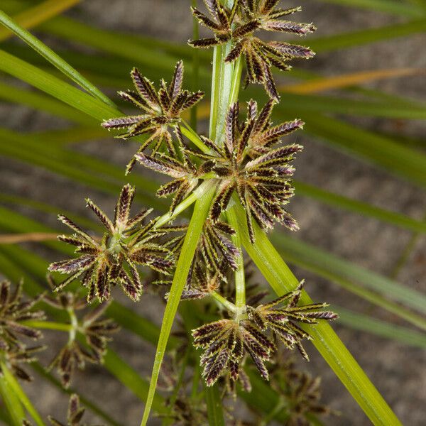 Cyperus fuscus Flor