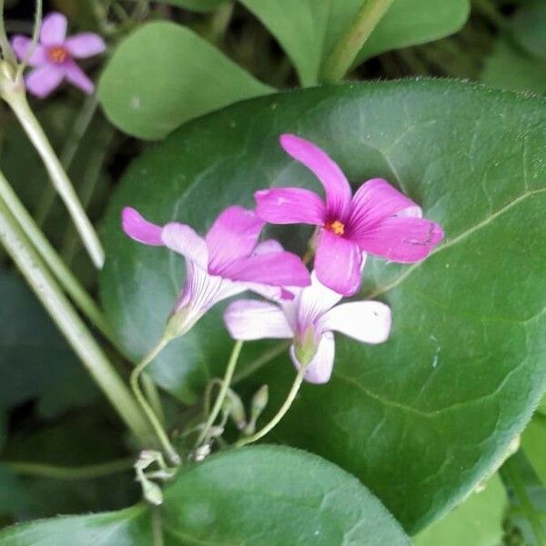 Oxalis articulata 花