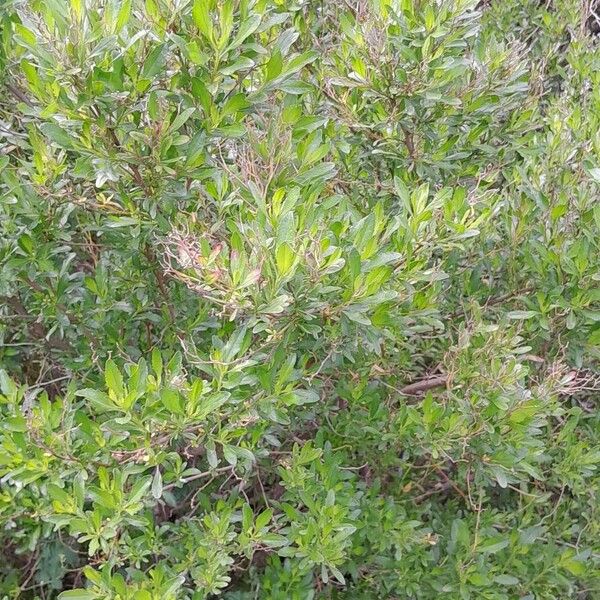 Baccharis halimifolia List