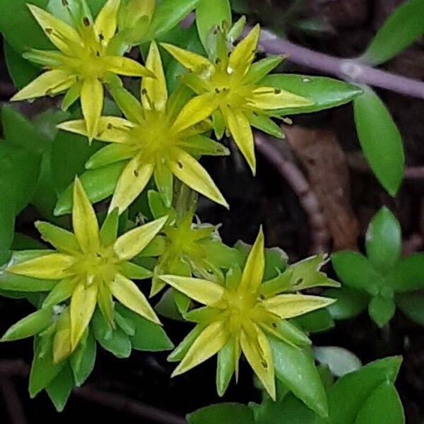 Sedum sarmentosum Flor