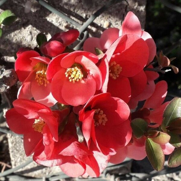 Chaenomeles japonica 花