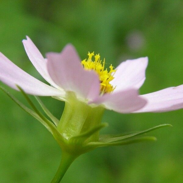 Cosmos parviflorus Õis