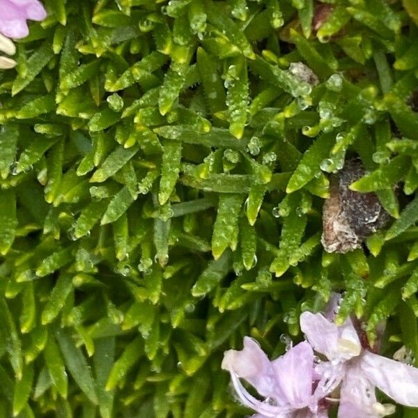 Silene acaulis Leaf