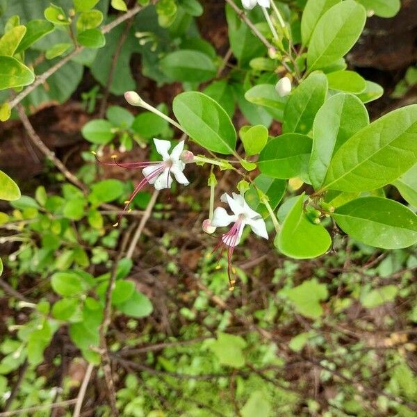 Volkameria inermis Fiore