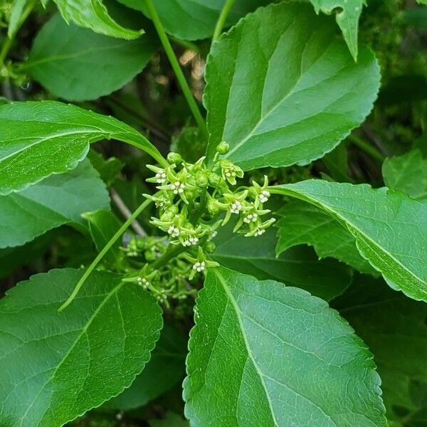 Celastrus orbiculatus Blüte