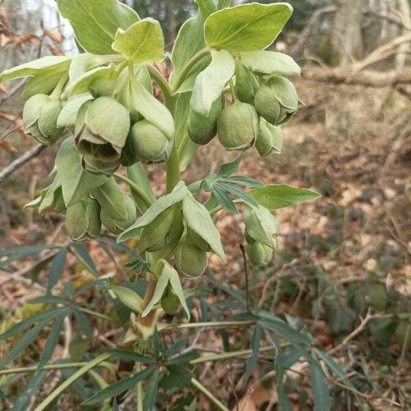 Helleborus foetidus Žiedas