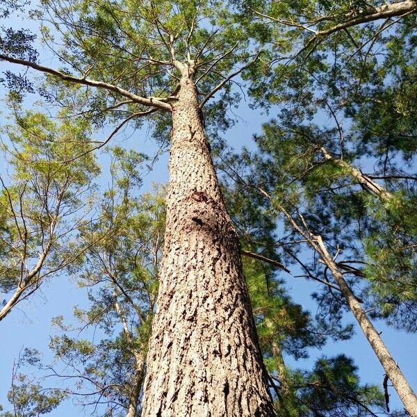 Eucalyptus cloeziana Bark
