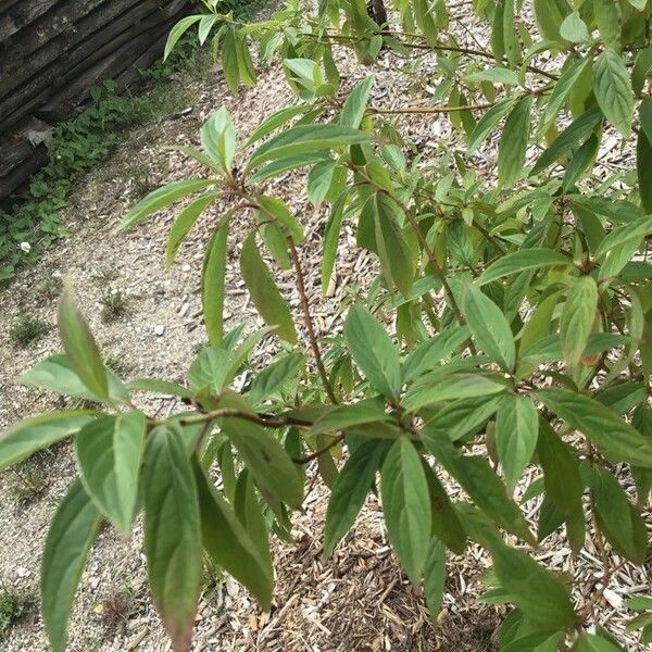 Cornus amomum Levél