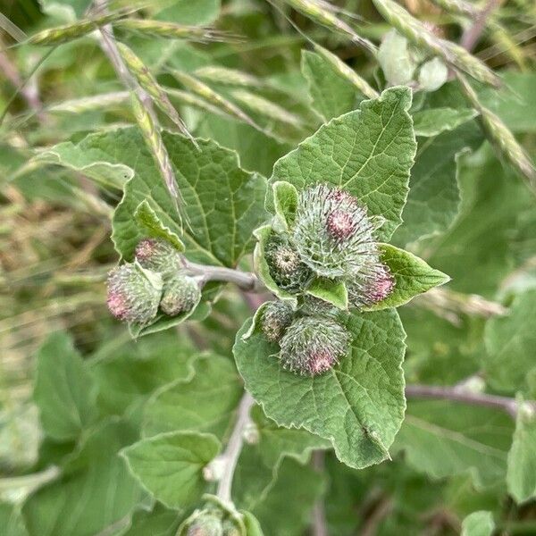 Arctium tomentosum Floare