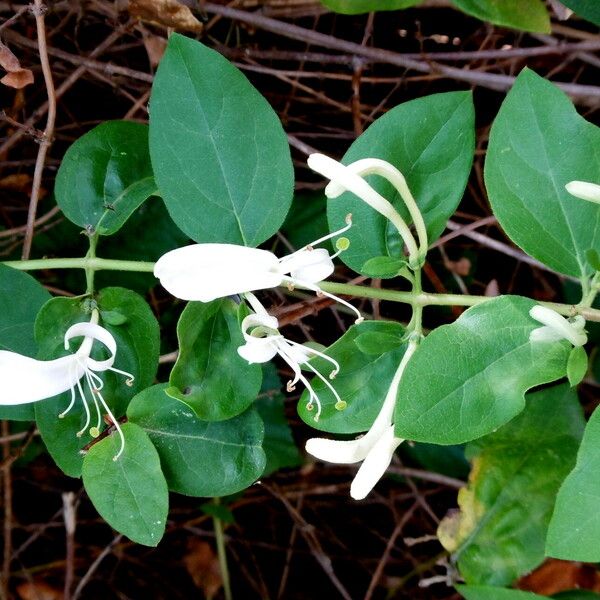 Lonicera caprifolium Flower