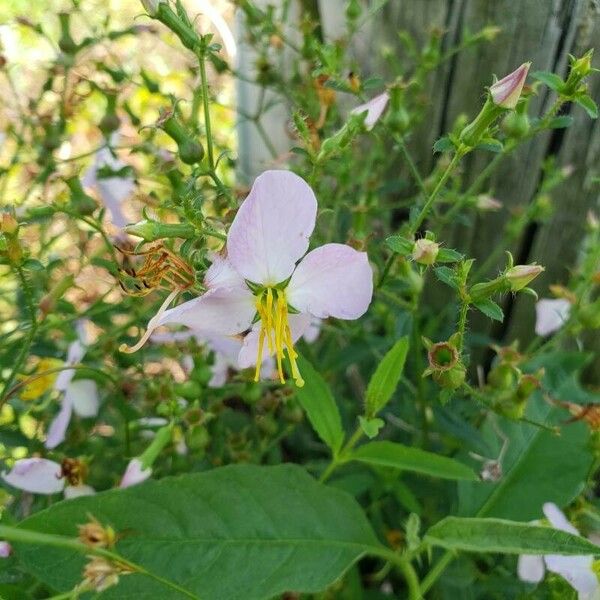 Rhexia mariana Blüte