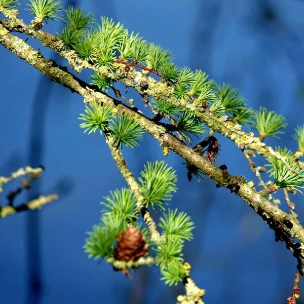 Larix decidua Leaf