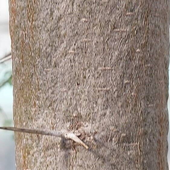 Acacia raddiana Bark