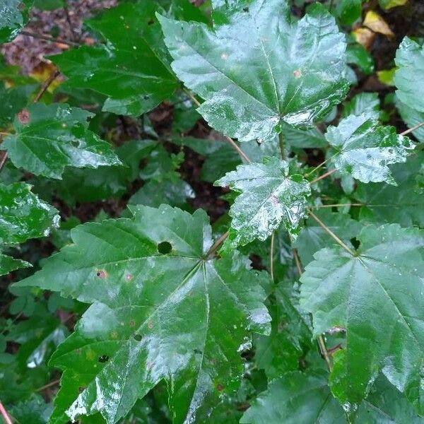 Acer rubrum Leaf