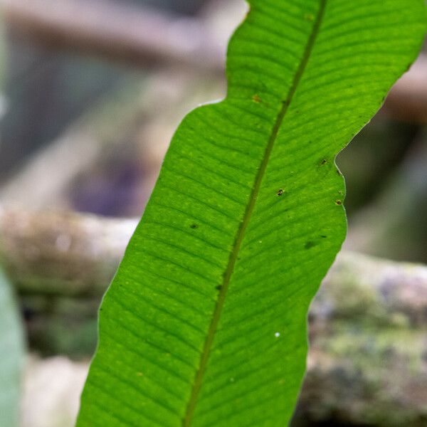 Campyloneurum phyllitidis Levél