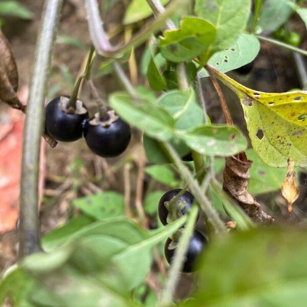 Solanum scabrum Frucht