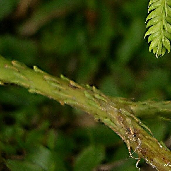 Lycopodium volubile 樹皮