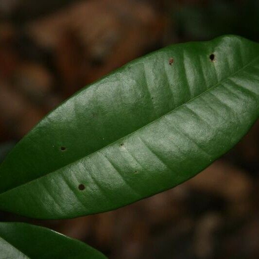 Myrcia decorticans Leaf