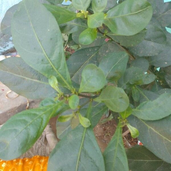 Solanum diphyllum Leaf