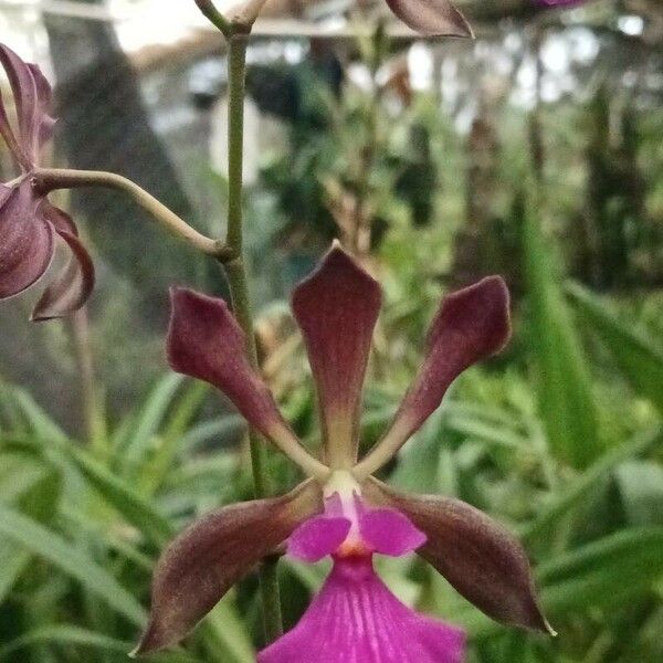 Encyclia cordigera Cvet