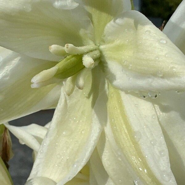 Yucca filamentosa Flower