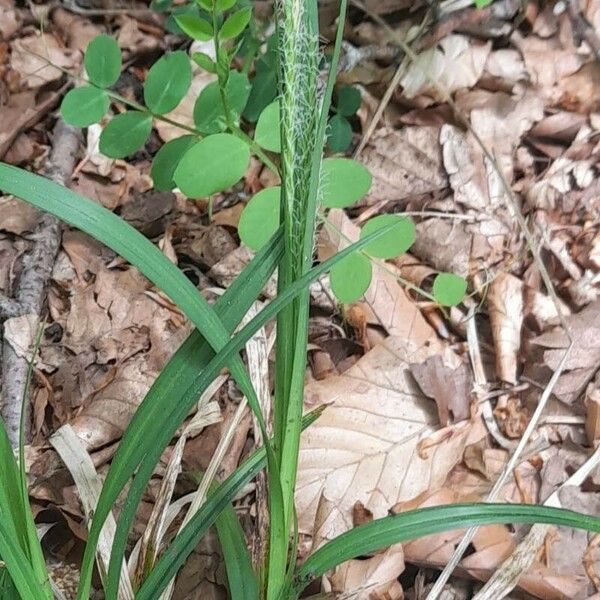 Carex sylvatica Habit