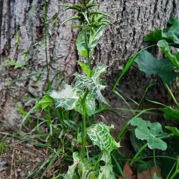 Silybum marianum Hábitos