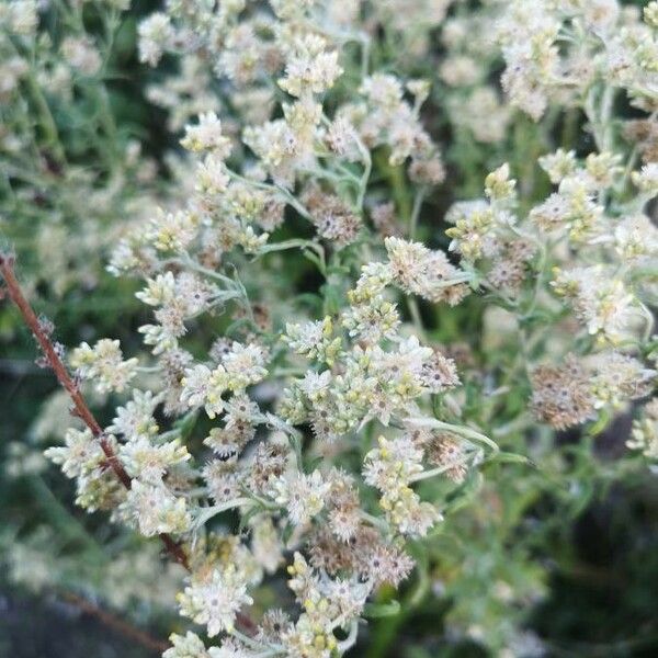 Pseudognaphalium undulatum Blomma