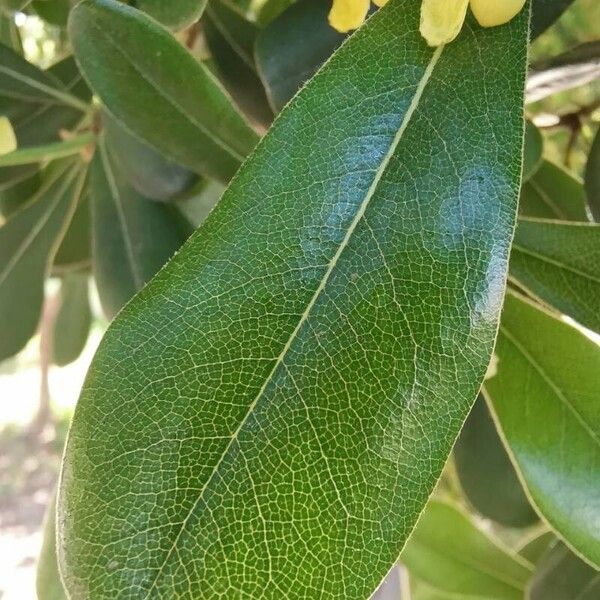 Pittosporum tobira Ліст