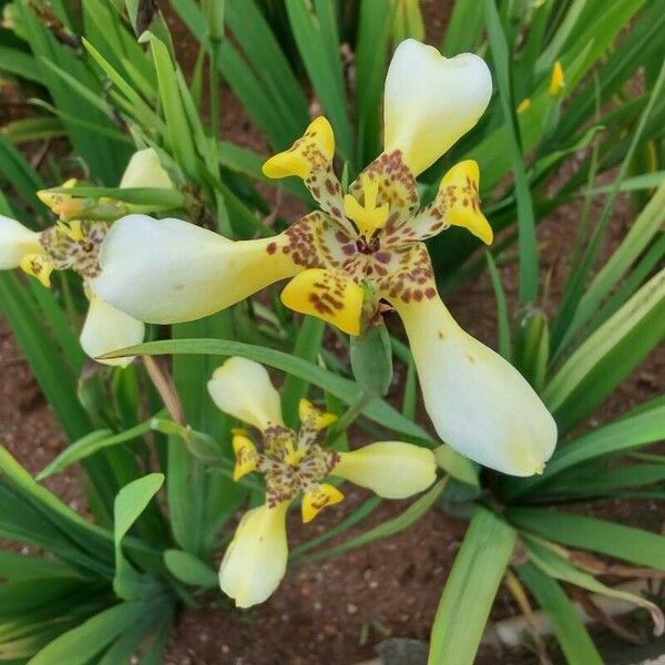Trimezia martinicensis Flower