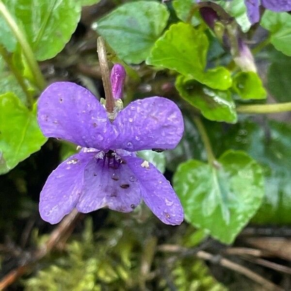 Viola reichenbachiana Flor