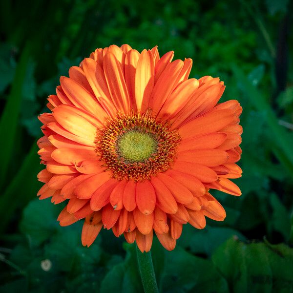 Gerbera jamesonii Virág