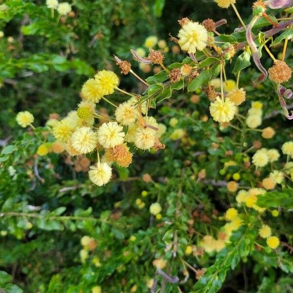 Acacia paradoxa फूल