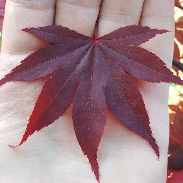 Acer palmatum Leaf