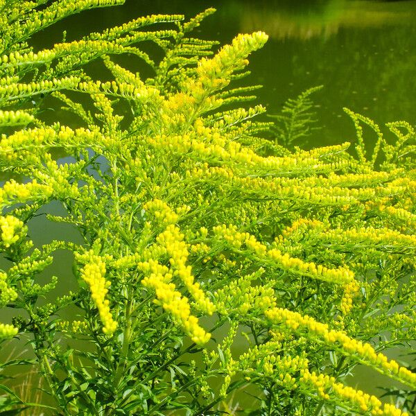 Solidago canadensis Kvet