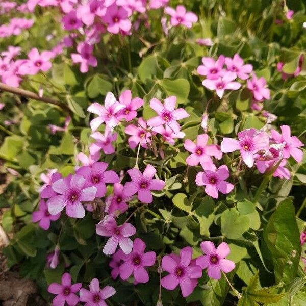 Oxalis articulata Blüte