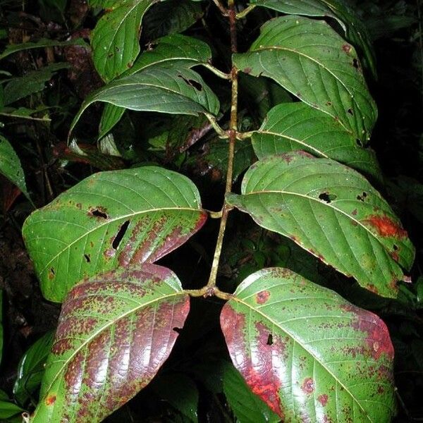 Uncaria tomentosa Övriga