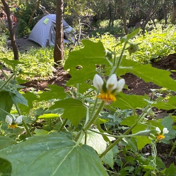 Solanum carolinense Egyéb