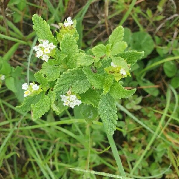 Lippia javanica Pokrój