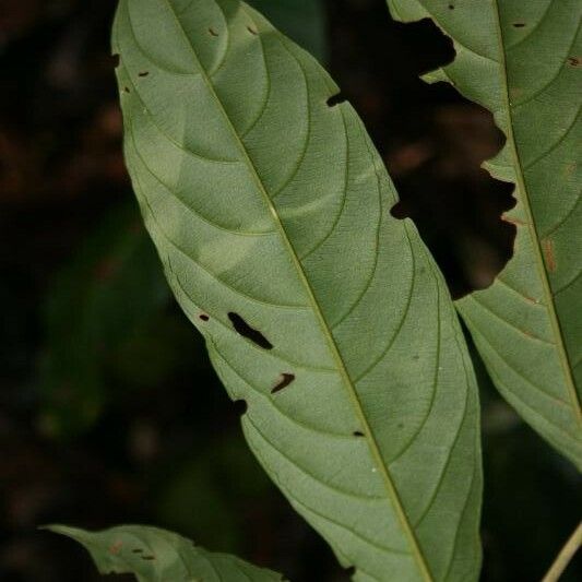 Ryania speciosa Leaf