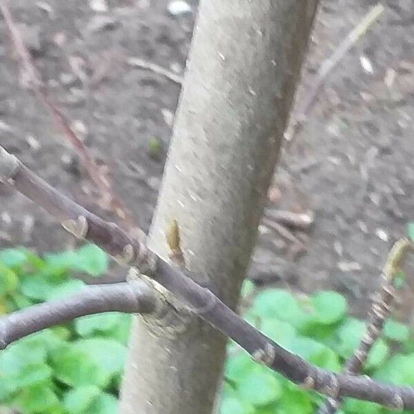 Magnolia cylindrica Bark