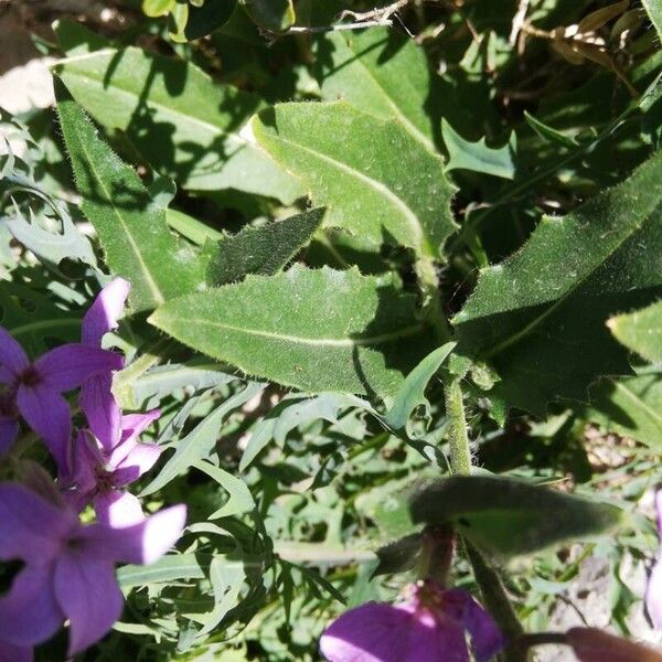 Hesperis laciniata Leaf