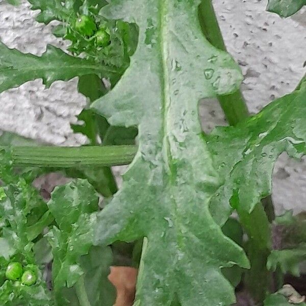 Senecio vulgaris Leaf