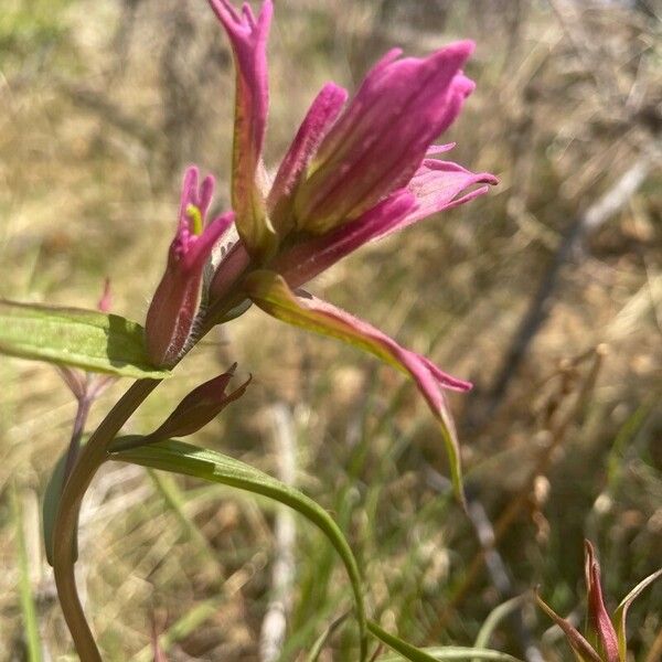 Castilleja elegans Blüte