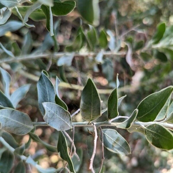 Acacia podalyriifolia Leaf