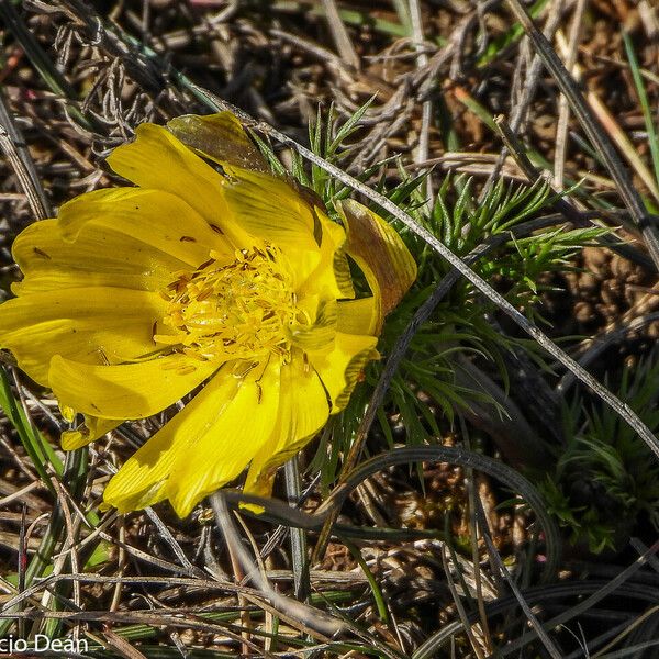 Adonis vernalis Цветок