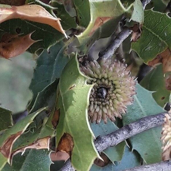 Quercus coccifera Fruto